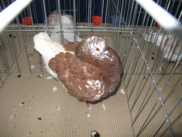  - EXPOZITIA NATIONALA CLUJ NAPOCA din 17-20 ianuarie 2013