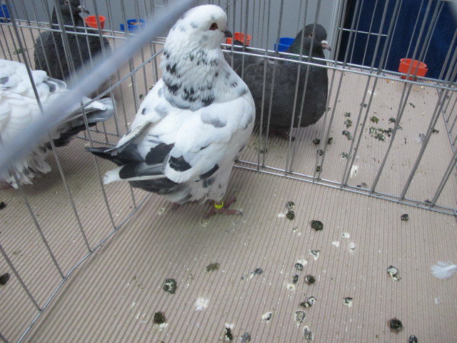  - EXPOZITIA NATIONALA CLUJ NAPOCA din 17-20 ianuarie 2013