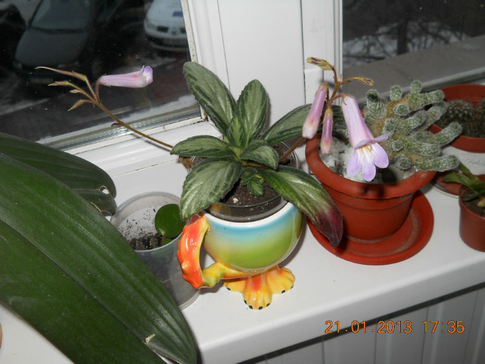 21.01.2013 012