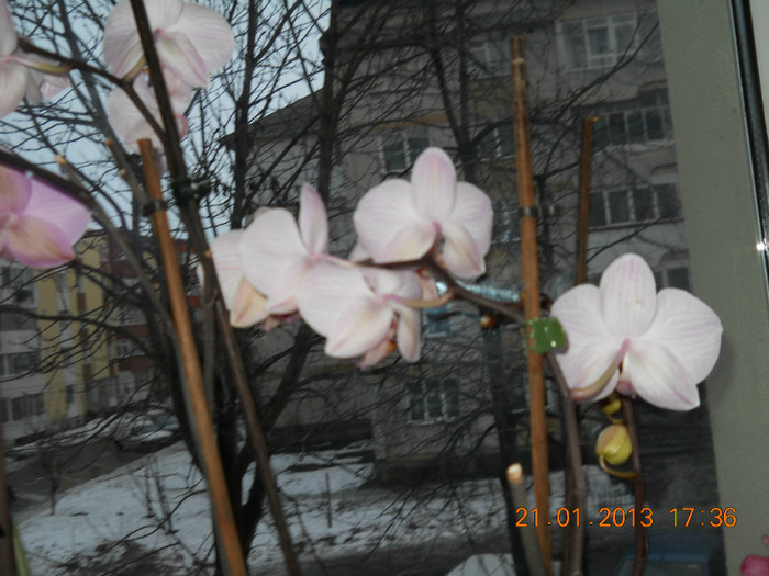 21.01.2013 014