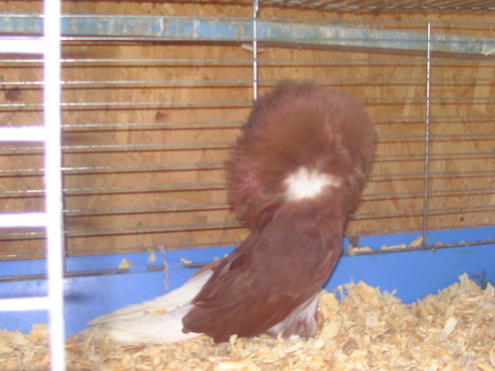 Picture 044 - porumbei gulerati