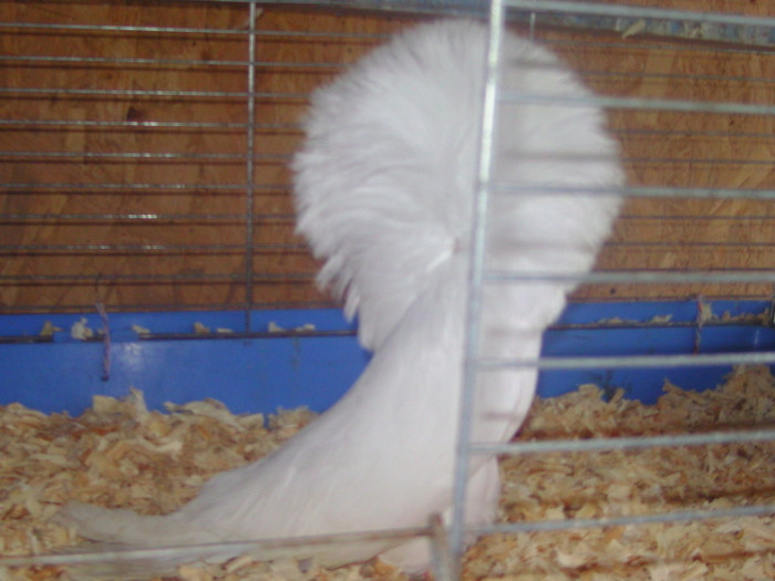 Picture 062 - porumbei gulerati