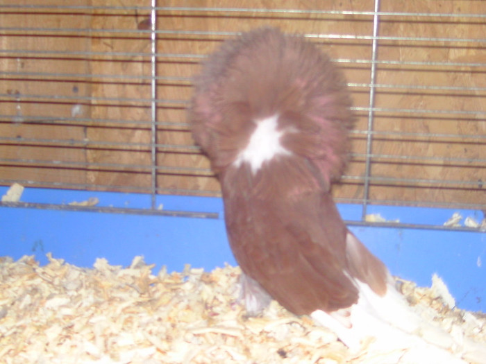 Picture 073 - porumbei gulerati