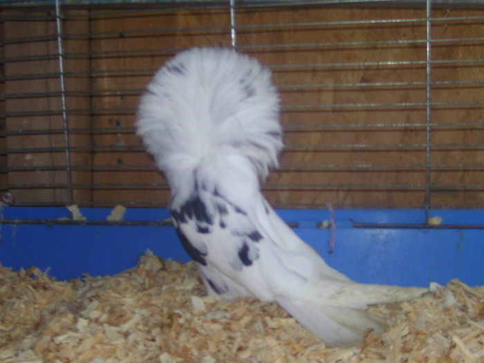 Picture 077 - porumbei gulerati