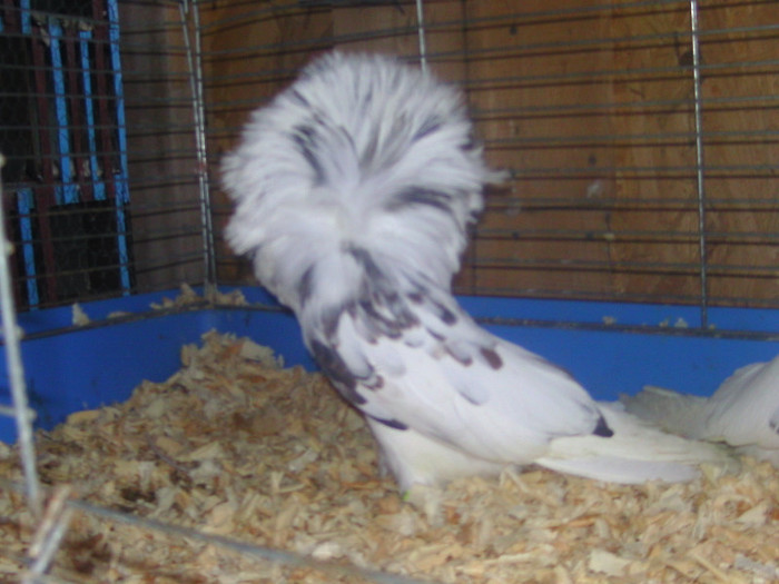 Picture 081 - porumbei gulerati