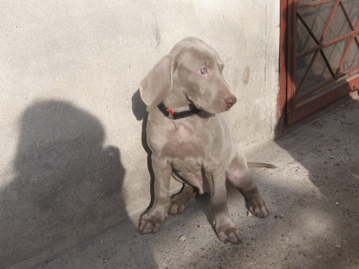 IMG_3070 - Brac Weimaraner