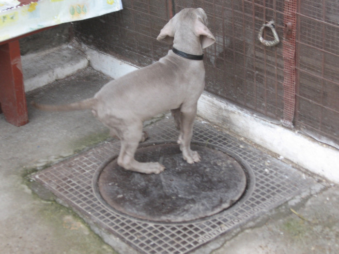 IMG_3073 - Brac Weimaraner