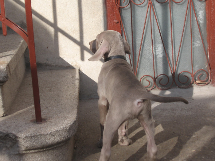 IMG_3077 - Brac Weimaraner