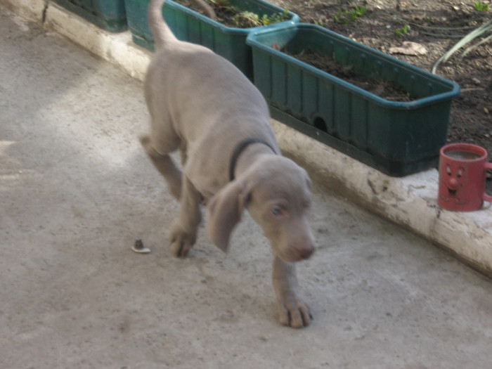 IMG_3084 - Brac Weimaraner