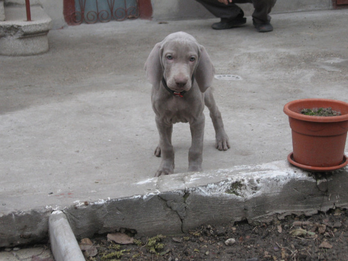 IMG_3101 - Brac Weimaraner