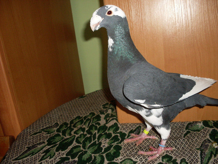 M BALTAT 2011 PT 2013