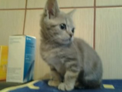 British Shorthair; fetia 7 saptamai albastru argintiu
