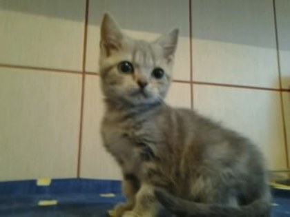 British Shorthair; fetita 7 saptamani albastru argintiu
