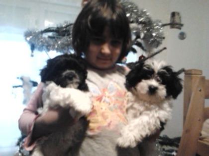 Bichon Havanese; fetita si baiat
