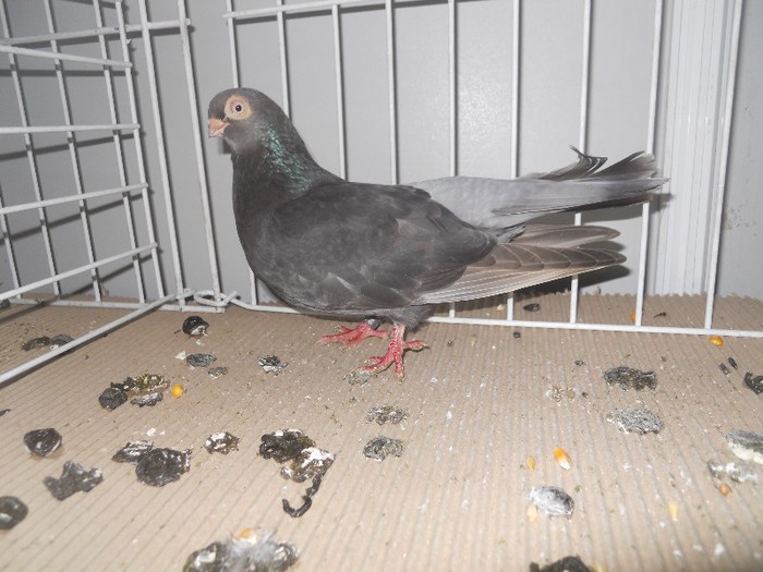 cluj2013 027 - 1525 rase rom