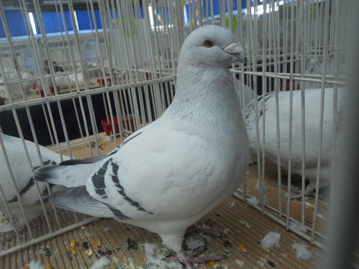 cluj2013 139 - 1525 rase rom