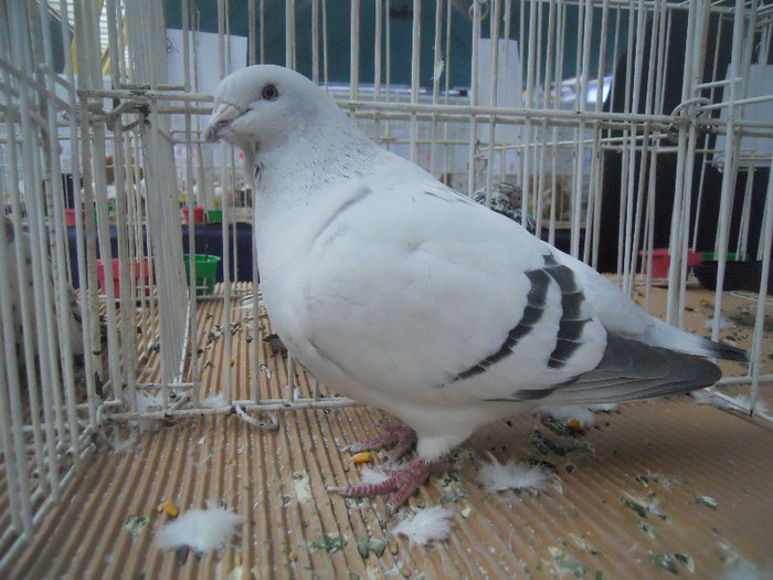 cluj2013 145 - 1525 rase rom