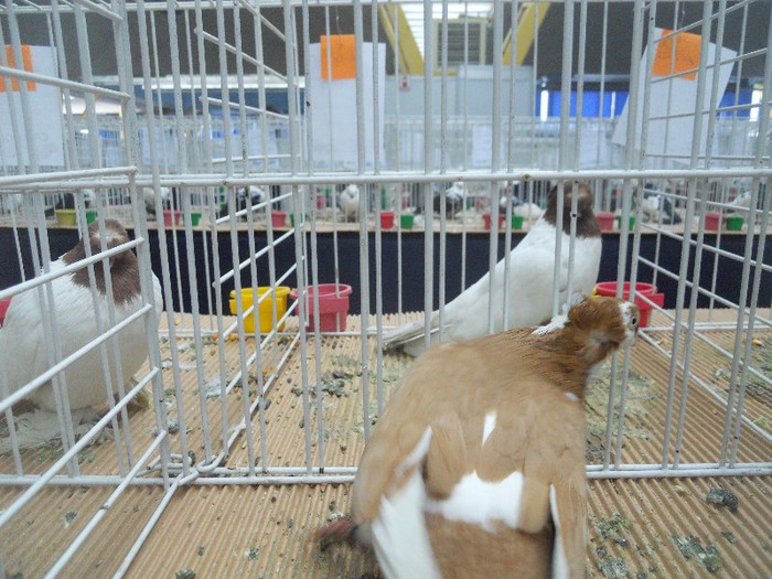 cluj2013 175 - 1525 rase rom