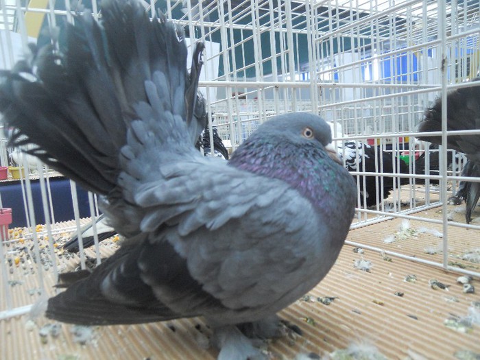 cluj2013 209 - 1525 rase rom