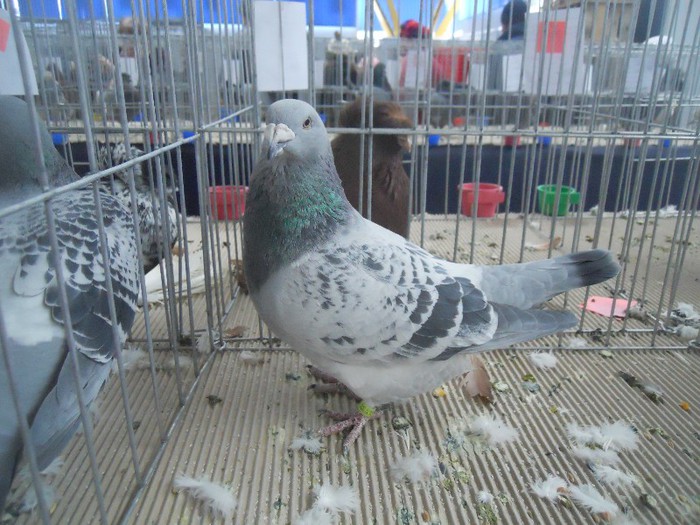 cluj2013 223 - 1525 rase rom