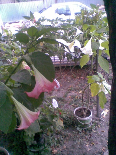 Brugmansia roz - Toamna 2012
