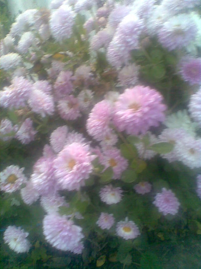 Tufanici roz - Toamna 2012