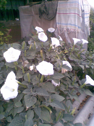 Datura - Toamna 2012