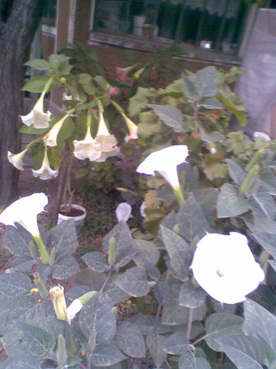 Brugmansia si Datura  alba