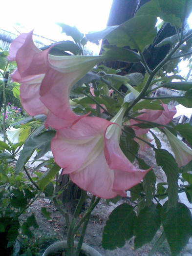 Brugmansia roz pafumata - Toamna 2012