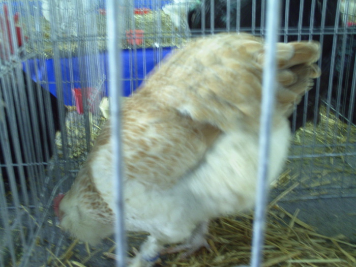 PICT0022 - Expo cluj  19- 20 -01  2013