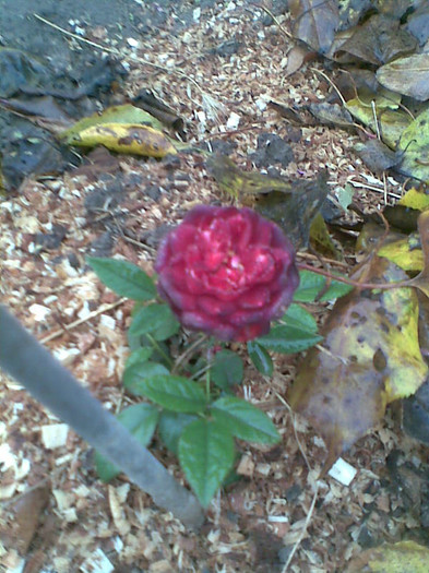 Mini roze grena