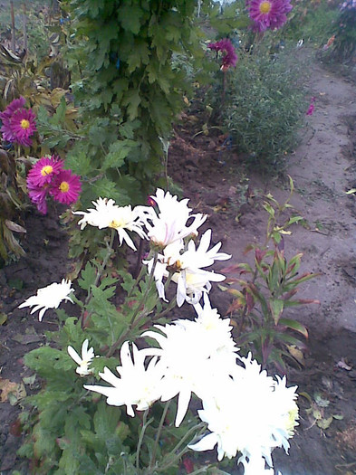 Crizanteme