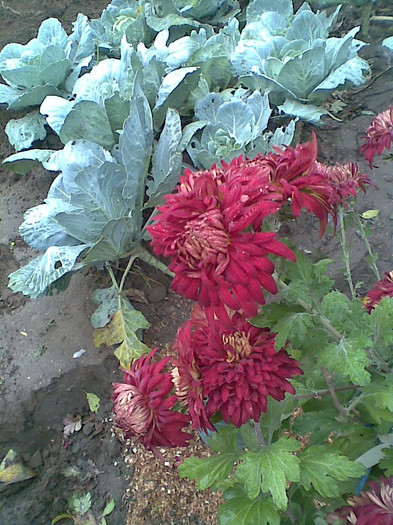 Crizanteme grena