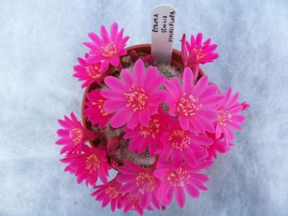 Rebutia senilis v_ violaciflora