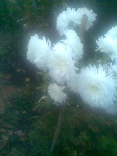 Crizanteme albe - Toamna 2012