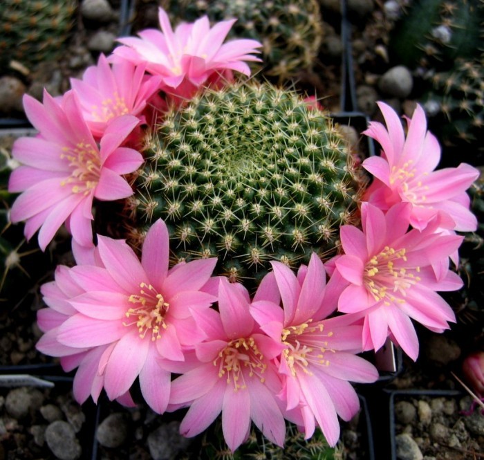 Rebutia-Violaciflora