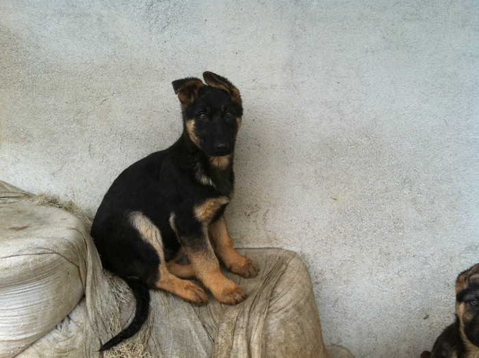 poze cu puii lui Jessy 070 - PRIMII PUI AI LUI JESSY CU FIDO