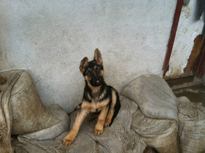 poze cu puii lui Jessy 071 - PRIMII PUI AI LUI JESSY CU FIDO