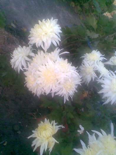 Crizanteme  albe