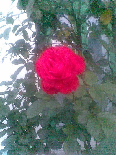 Trandafir catarator rosu
