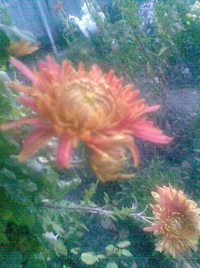 Crizanteme - Toamna 2012