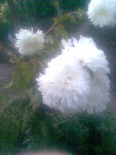 Crizanteme albe - Toamna 2012
