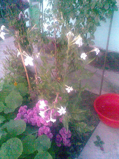 Crizanteme pitice mov si  regina  noptii - Toamna 2012