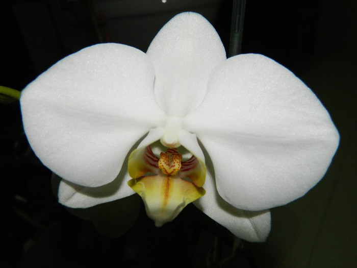 DSCN1555 - Phalaenopsis Sogo Yukidian