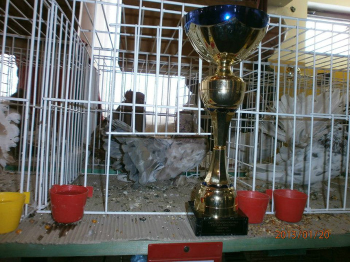 Cupa cu porumbelul - Sipos Janos crescatori porumbei -Hu
