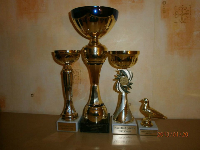 Cupele primite 2013 - Sipos Janos crescatori porumbei -Hu