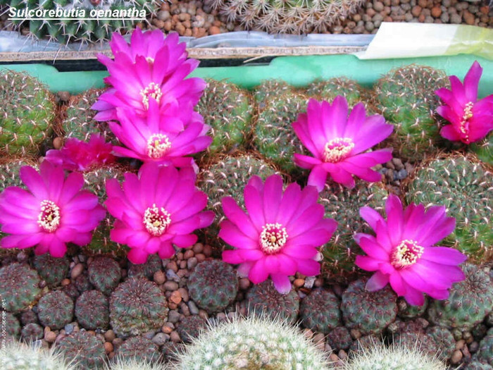 Sulcorebutia oenantha