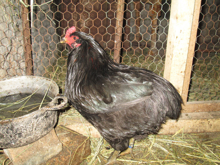 pt.villacristiani - ARAUCANA NEGRU