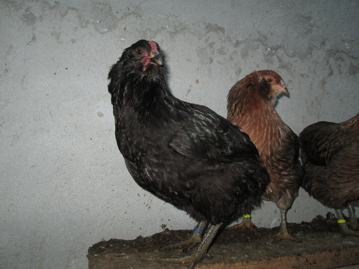 femela 2012 - ARAUCANA NEGRU