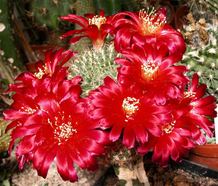 Sulcorebutia Purpurea HS118